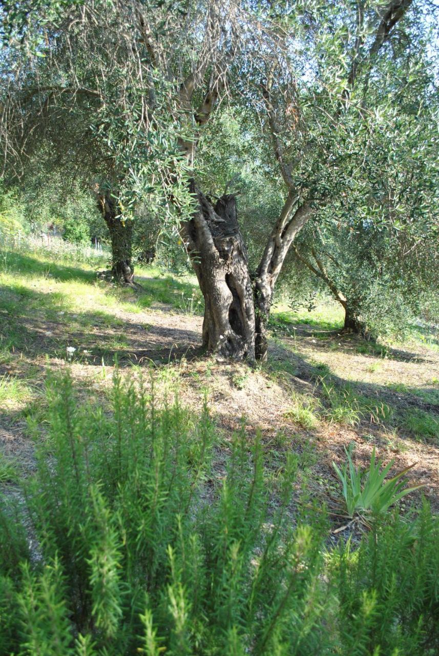 Helios Splendid